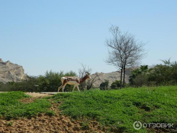 Зоопарк Аль-Айна (Al Ain Zoo) (ОАЭ, Аль-Айн) фото