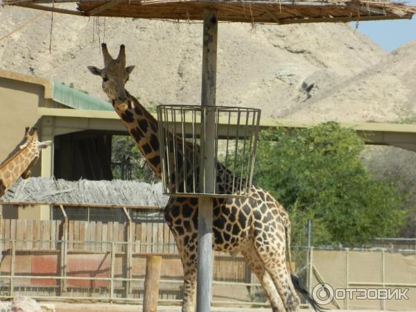 Зоопарк Аль-Айна (Al Ain Zoo) (ОАЭ, Аль-Айн) фото