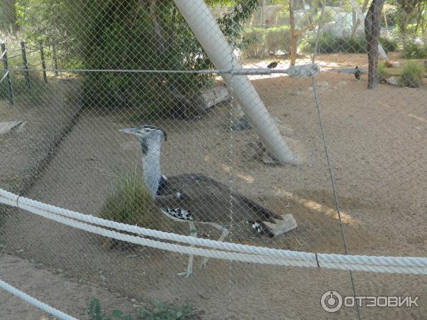 Зоопарк Аль-Айна (Al Ain Zoo) (ОАЭ, Аль-Айн) фото