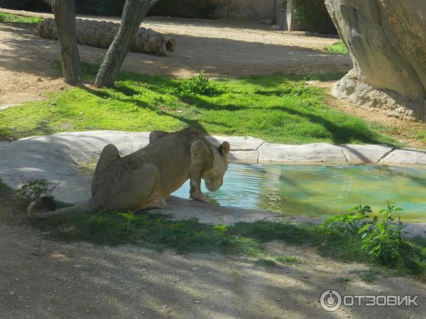 Зоопарк Аль-Айна (Al Ain Zoo) (ОАЭ, Аль-Айн) фото