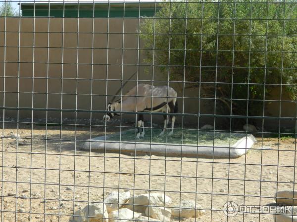 Зоопарк Аль-Айна (Al Ain Zoo) (ОАЭ, Аль-Айн) фото