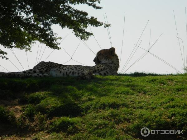 Зоопарк Аль-Айна (Al Ain Zoo) (ОАЭ, Аль-Айн) фото