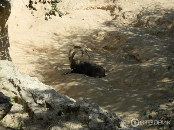 Зоопарк Аль-Айна (Al Ain Zoo) (ОАЭ, Аль-Айн) фото