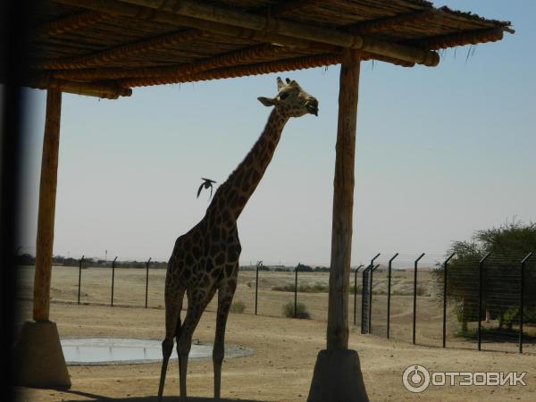 Зоопарк Аль-Айна (Al Ain Zoo) (ОАЭ, Аль-Айн) фото