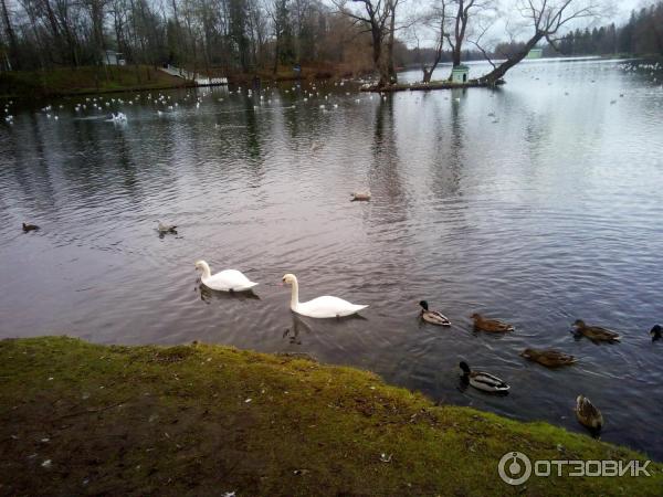 Гатчинский парк (Россия, Гатчина) фото