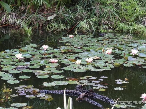 Парк орлов Jungle park (Испания, Тенерифе) фото