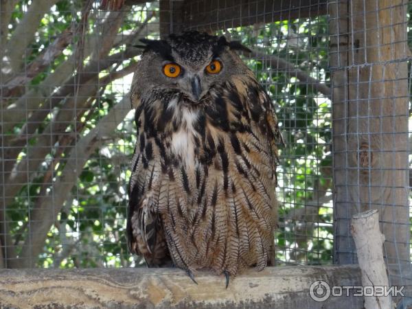 Парк орлов Jungle park (Испания, Тенерифе) фото