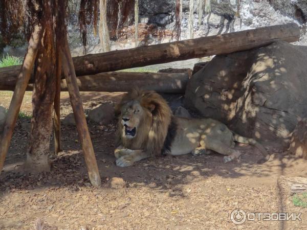 Парк орлов Jungle park (Испания, Тенерифе) фото