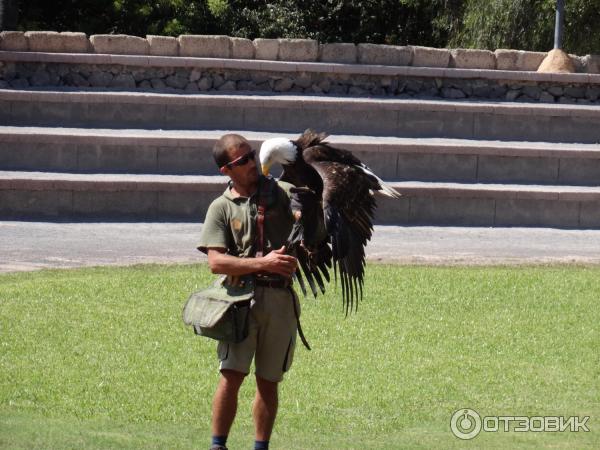 Парк орлов Jungle park (Испания, Тенерифе) фото