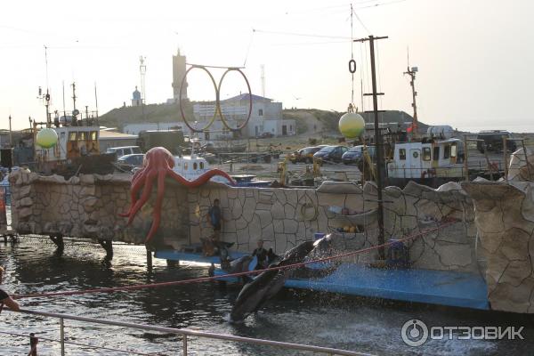 Утришский дельфинарий (Россия, Краснодарский край) фото