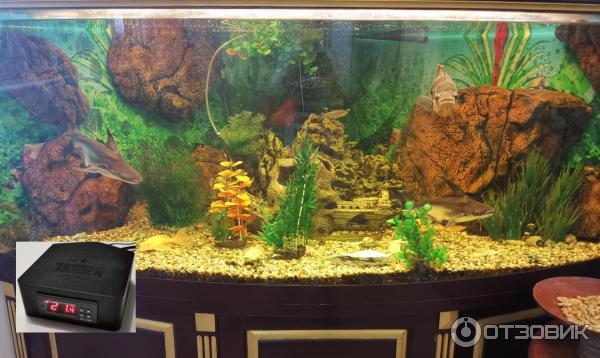 Mangrove Jack s. Аквариум