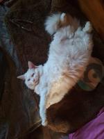 Корм для котят Grandorf kitten фото