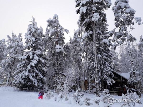 Тропа здоровья Золотая Долина (Россия, Коробицыно) фото