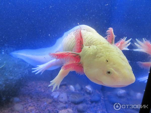 Домашний водяной дракон