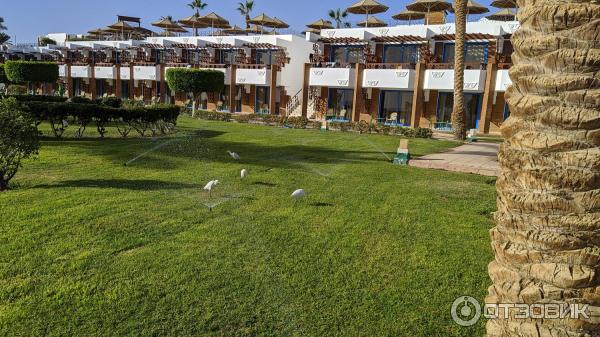 Отель Pyramisa Sharm El-Sheikh Resort & Villas 5* (Египет, Шарм-эль-Шейх) фото