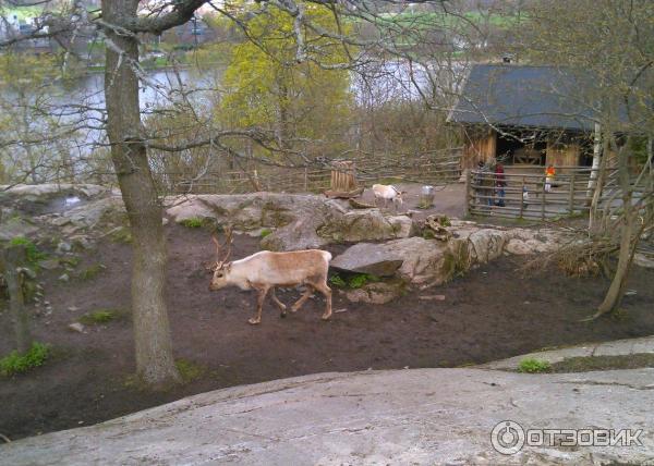 Музей Skansen (Швеция, Стокгольм) фото