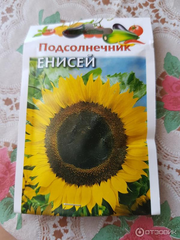 Семена Подсолнечника Енисей Купить