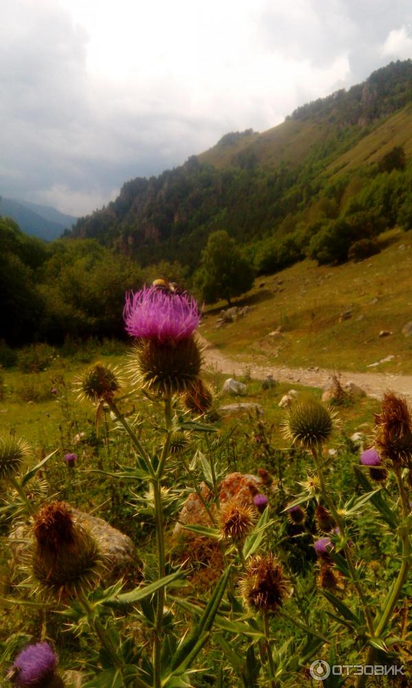 Джамагатское ущелье (Россия, Теберда) фото