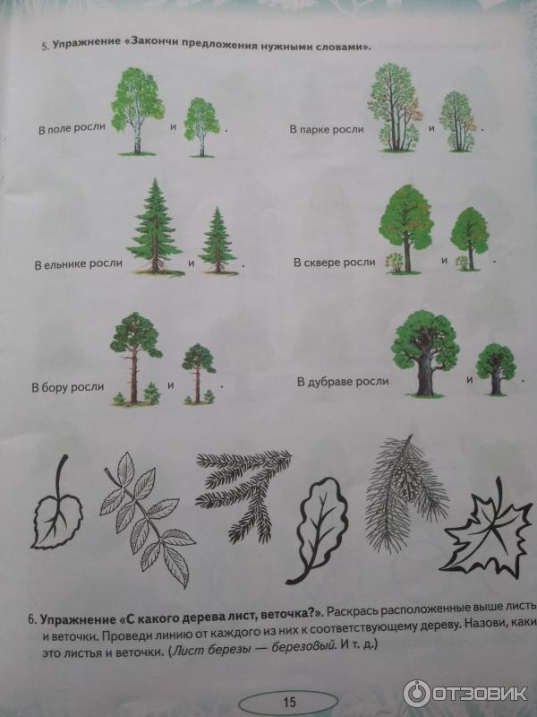 Картинки По Лексической Теме Деревья