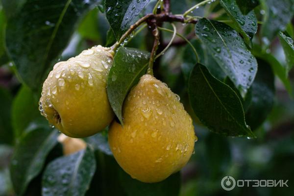 Груша чижовская отзывы для подмосковья