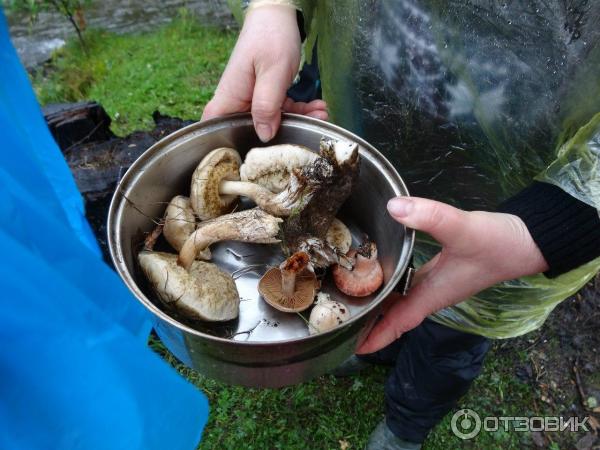 Грибы на перевале