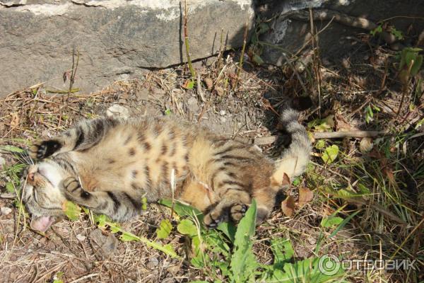 Путешествие на остров Валаам фото