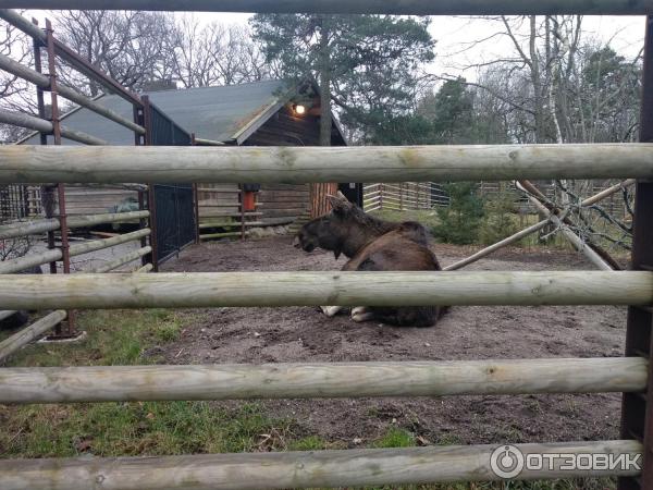 Музей Skansen (Швеция, Стокгольм) фото