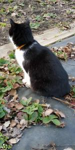 Ошейник от блох и клещей Экопром Инсектал Плюс фото