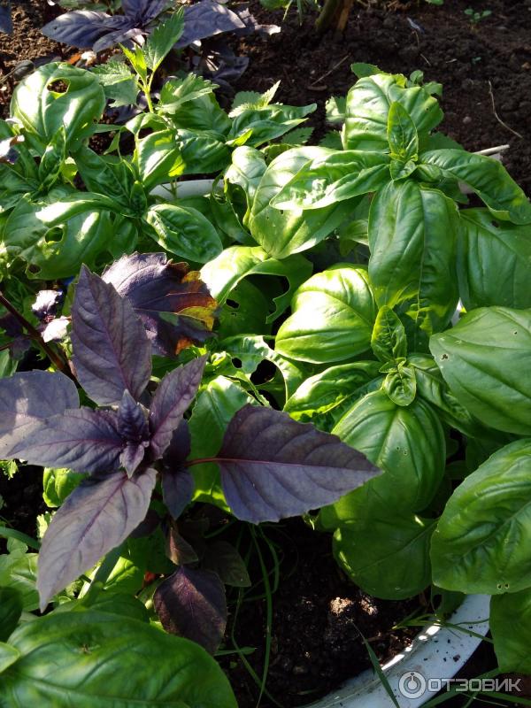 Цветы розовые базилик. Базилик хорошие сорта. Базилик карликовый. Базилик парфюм шаровидный. Базилик сорт лучано.