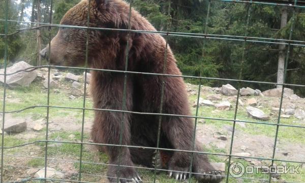 Экскурсия в реабилитационный центр бурых медведей (Украина, Закарпатская область) фото