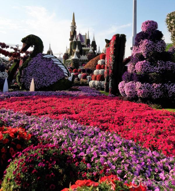 Парк цветов фото Отзыв о Парк цветов Miracle Garden (ОАЭ, Дубаи) Миллион, миллионы цветов. Буйств