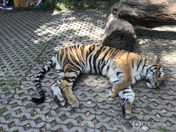 Тигриное королевство (Tiger kingdom) (Таиланд, о. Пхукет) фото