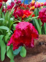 Выставка "Репетиция весны" в Ботаническом саду МГУ "Аптекарский огород" (Россия, Москва) фото
