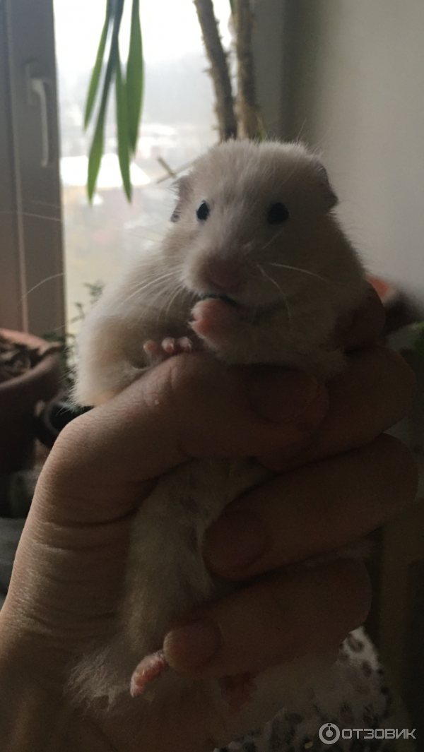 Сидит и кушает