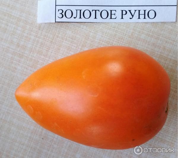 Отзыв о Семена томата Поиск "Золотое руно" Вкусный плод без особых забот