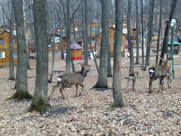 Голубой огонек липецк база отдыха. Голубой огонёк база отдыха Задонск. Голубой огонек турбаза Липецкая область. База голубой огонек Задонск.