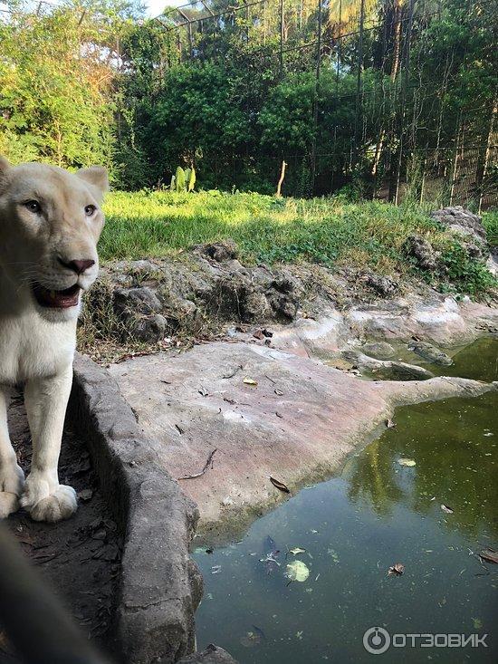 заповедник Cheetah s Rock