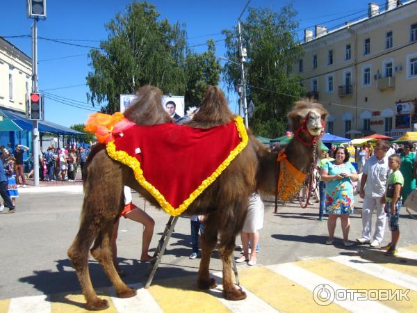 Верблюд