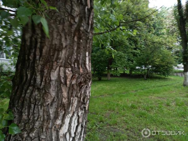 Смартфон Samsung Galaxy A107F фото