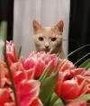 ginger cat