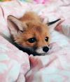 cute fox