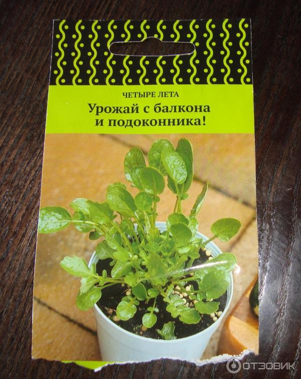 4 факта о кресс-салате, про которые никто не знает. Чистая и красивая кожа гарантирована👍