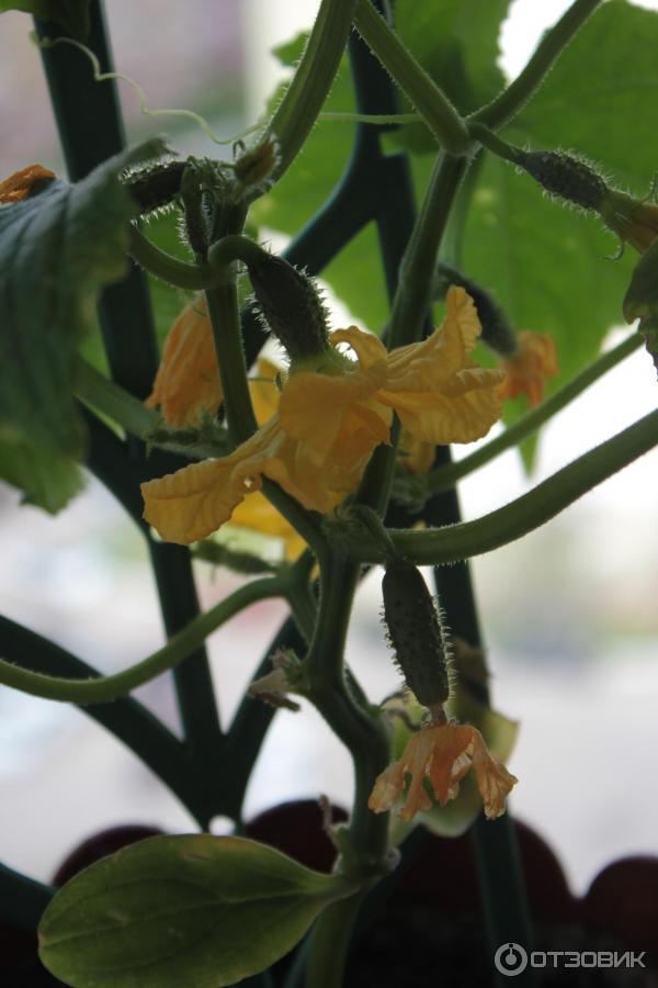 Огурец балконный подарок f1. Огурцы четыре лета. Огурцы сорт подарок. Огурец подарок/четыре лета. Огурец подарок f1 выращивание.