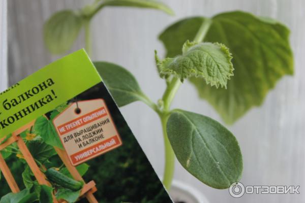 Огурец балконный подарок f1. Сорт огурцов балконный f1. Огурец балконный подарок f1. Огурец колибри f1. Семена балконных огурцов.