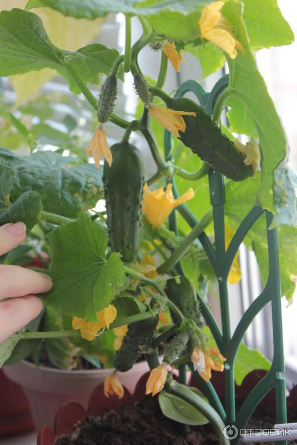 Семена огурец «подарок». Рост огурцов. Огурцы четыре лета. Огурец подарок f1 выращивание. Огурец подарок f1 выращивание.