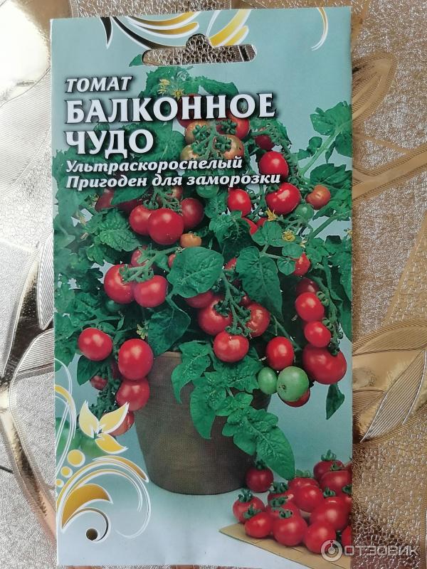 Сорт помидор балконное чудо отзывы. Балконное чудо помидоры. Томат балконное чудо. Семена томат балконное чудо. Томат балконное чудо в открытом грунте.