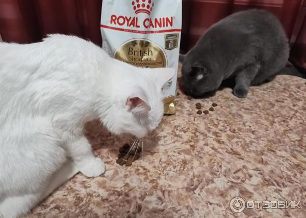 Сухой корм для кошек Royal Canin Persian фото