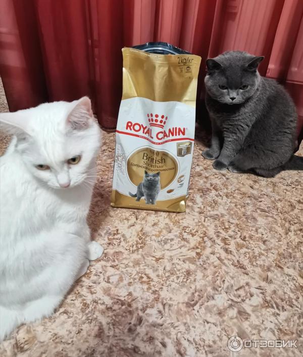 Сухой корм для кошек Royal Canin Persian фото