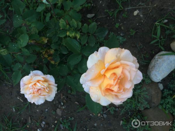 Роза луи де фюнес фото и описание