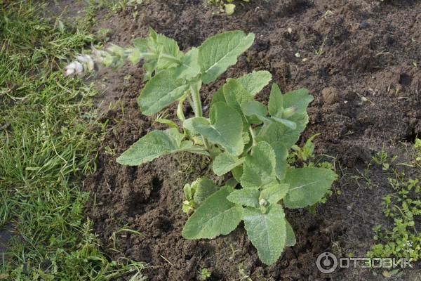 Сальвия дубравная (шалфей) блаукенигин. Высадка лаванды в открытый грунт. Шалфей дубравный blaukonigin. Посадка шалфея в открытый грунт весной. Посадка шалфея в открытый грунт весной.